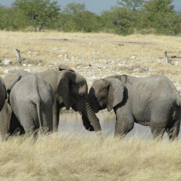 cuddling elephants - Dusty Trails Safaris Namibia & Dusty Car Hire Namibia