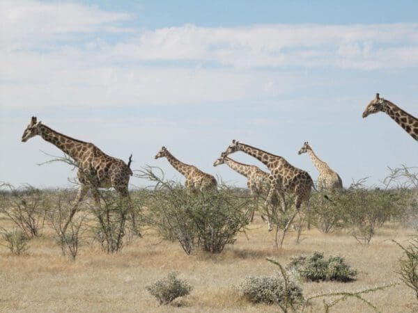 Group of giraffes in Etosha National Park Namibia - Dusty Trails Safaris Namibia &amp; Dusty Rental Cars Namibia