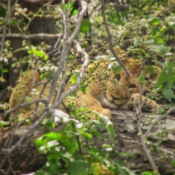 Lion cub on tree - Dusty Trails Safaris Namibia & Dusty Rental Cars Namibia