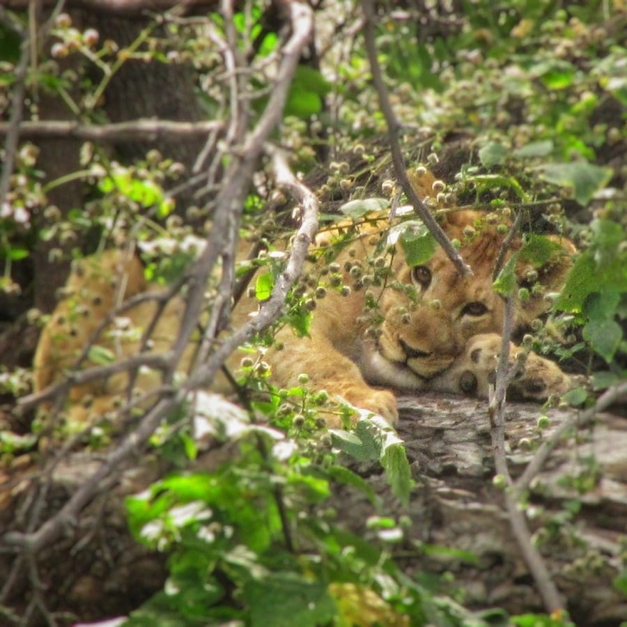Löwenjunges im Baum - eine tierische Entdeckung, die man auf einer Safari-Reise machen kann - Dusty Trails Safaris Namibia & Dusty Car Hire Namibia