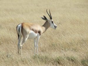 springbok Etosha National Park Namibia - Dusty Trails Safaris Namibia & Dusty Car Hire Namibia