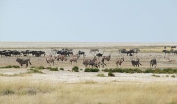 oryx, zebra, wildebeest Etosha National Park Namibia - Dusty Trails Safaris Namibia & Dusty Car Hire Namibia