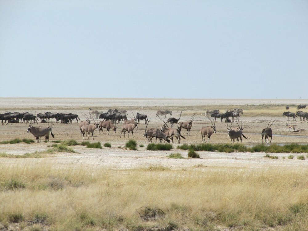 oryx, zebra, wildebeest Etosha National Park Namibia - Dusty Trails Safaris Namibia & Dusty Car Hire Namibia
