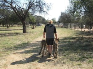 cheatah walking at Harnas Wildlife Foundation Namibia - Dusty Trails Safaris Namibia & Dusty Car Hire Namibia