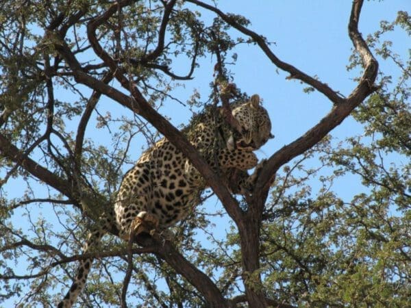 Essen Leopard auf Harnas Wildlife Foundataion Namibia - Dusty Trails Safaris Namibia & Dusty Mietwagen Namibia