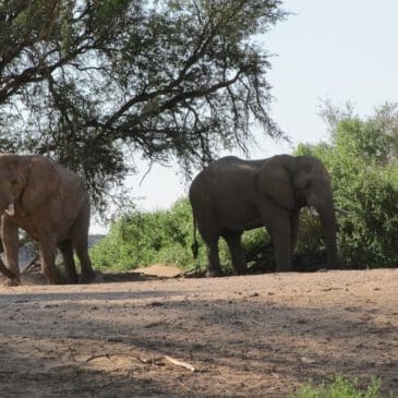 Elefanten in ausgetrocknetem Flussbett - Dusty Trails Safaris Namibia & Dusty Mietwagen Namibia