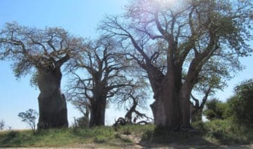 Bains Boababs Nxai Nxai Pans Botswana - Dusty Trails Safaris Namibia & Dusty Car Hire Namibia