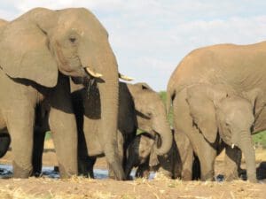 elephan family Senyati Camp Botswana - Dusty Trails Safaris Namibia & Dusty Car Hire Namibia