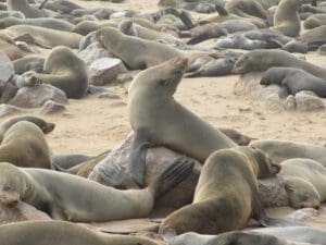 yoga seal at Cape Cross Namibia - Dusty Trails Safaris Namibia & Dusty Car Hire Namibia