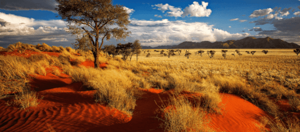 namibische savannenlandschaft - Dusty Trails Safaris Namibia & Dusty Car Hire Namibia