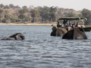 boat Safari Chobe National Park Botswana - Dusty Trails Safaris Namibia & Dusty Car Hire Namibia