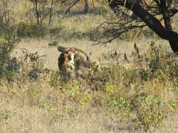 Namibia Etosha National Park - Lioness Licks Paw - Dusty Trails Safaris Namibia &amp; Dusty Rental Cars Namibia