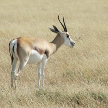 Namibia Etosha Nationalpark - schöne Springbock - Dusty Trails Safaris Namibia & Dusty Mietwagen Namibia
