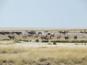 Namibia Etosha national park - springbok, oryx, zebra, wilderbeast - Dusty Trails Safaris Namibia & Dusty Car Hire Namibia