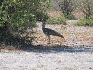 kori bustard Moremi Botswana - Dusty Trails Safaris Namibia & Dusty Car Hire Namibia