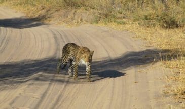 Leopard stalking auf der Straße Moremi Botswana - Dusty Trails Safaris Namibia & Dusty Mietwagen Namibia