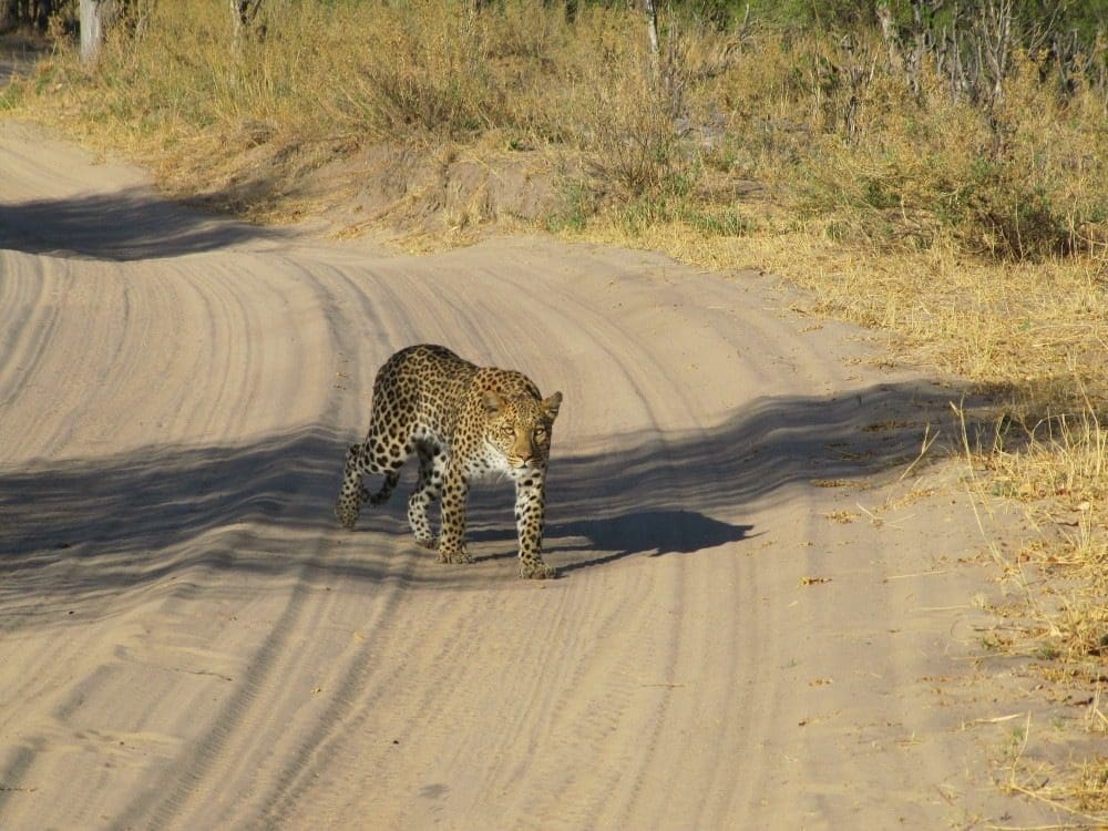 Leopard auf Jagdt pirscht sich direkt vor uns über die Straße Moremi Botswana - Dusty Trails Safaris Namibia & Dusty Car Hire Namibia
