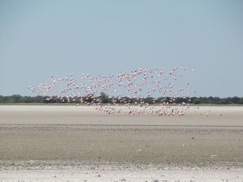 Fliegende Flamingos am Wasserloch im Buschmannland Namibia - Dusty Trails Safaris Namibia