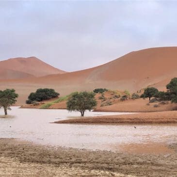 Sossusvlei water, trees and dunes in rain season 2021 - Dusty Trails Safaris Namibia