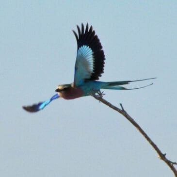 lilac breasted roller starting to fly - foto safari Namibia - Dusty Trails Safaris Namibia