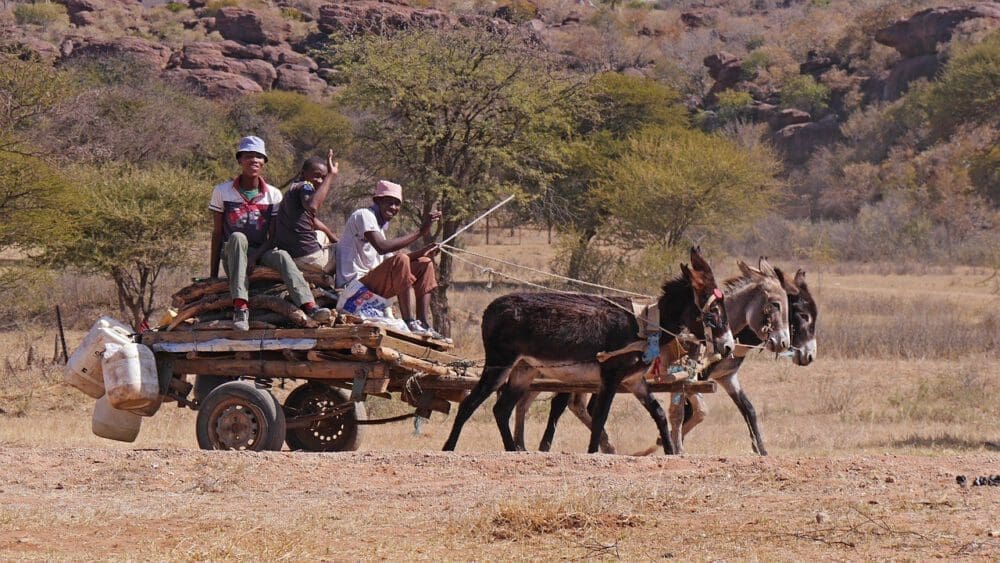 typischer Eselwagen in Botswana - Dusty Trails Safaris Namibia