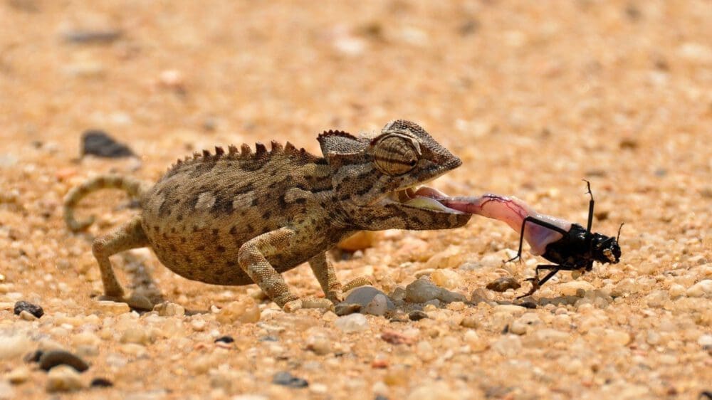 chameleon eating bug - Dusty Trails Safaris Namibia