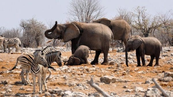 Elefanten, Zebras und Oryx in Etosha Nationalpark Namibia - Dusty Trails Safaris Namibia