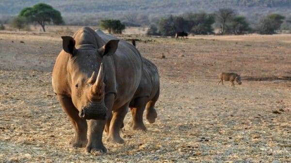 Rhinos in the Namibian National Park - Dusty Trails Safaris Namibia