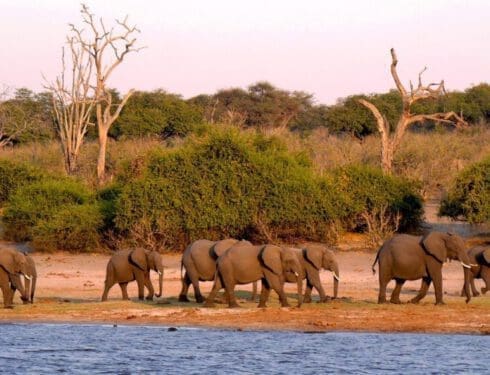 Travel Botswana – endless adventure