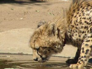 header image: drinking cheetah at Harnas Wildlife Foundation Namibia - Dusty Trails Safaris Namibia & Dusty Car Hire Namibia