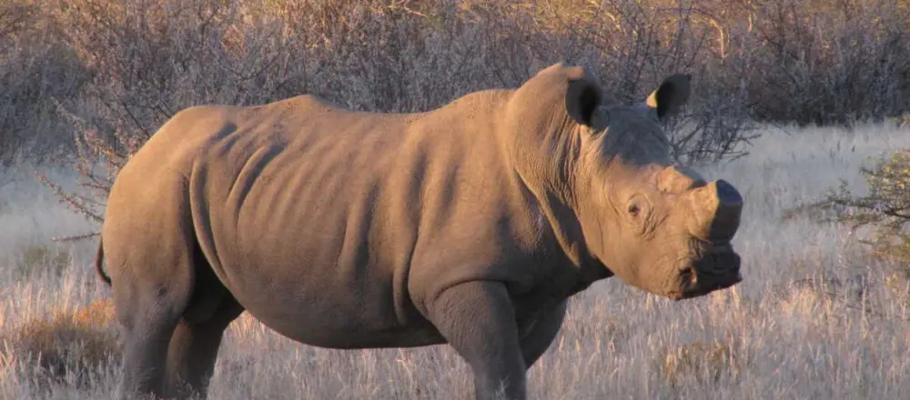 white rhino in sunset at private game reserve Namibia - Dusty Trails Safaris Namibia & Dusty Car Hire Namibia