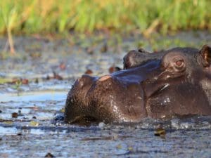 header image: hippo closeup Chobe National Park Botswana - Dusty Trails Safaris Namibia & Dusty Car Hire Namibia