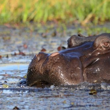 Header-Bild: hippo Nahaufnahme Chobe National Park Botswana - Dusty Trails Safaris Namibia & Dusty Mietwagen Namibia