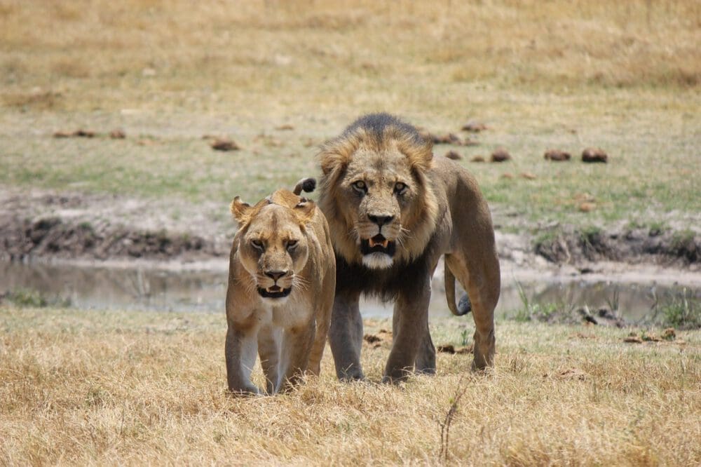 header image: lions in Botswana - Dusty Trails Safaris Namibia & Dusty Car Hire Namibia