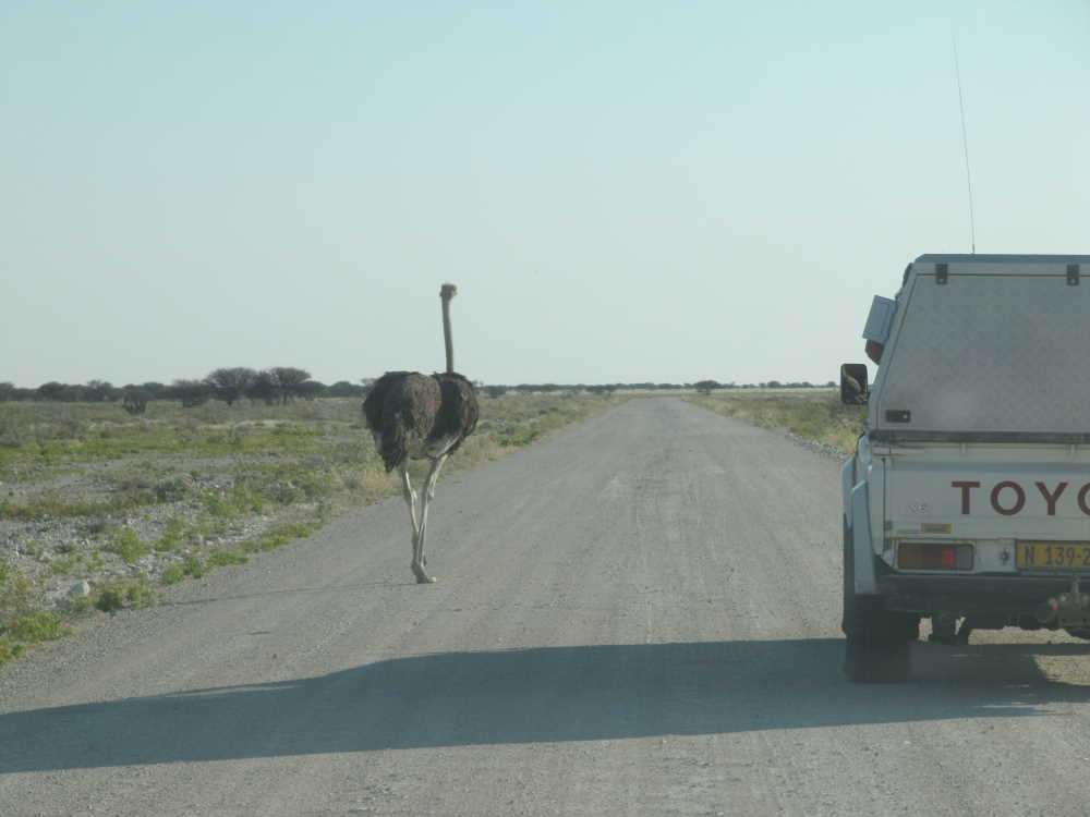 Vogel Strauß läuft neben dem Auto - Dusty Trails Safaris Namibia & Dusty Car Hire Namibia