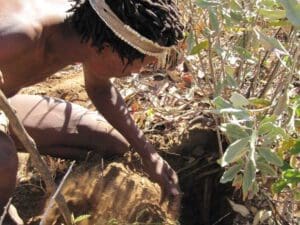 bushman digging for water root - Dusty Trails Safaris Namibia & Dusty Car Hire Namibia