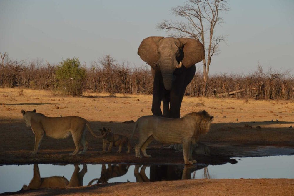 lions and elephant at waterhole - Dusty Trails Safaris Namibia & Dusty Car Hire Namibia