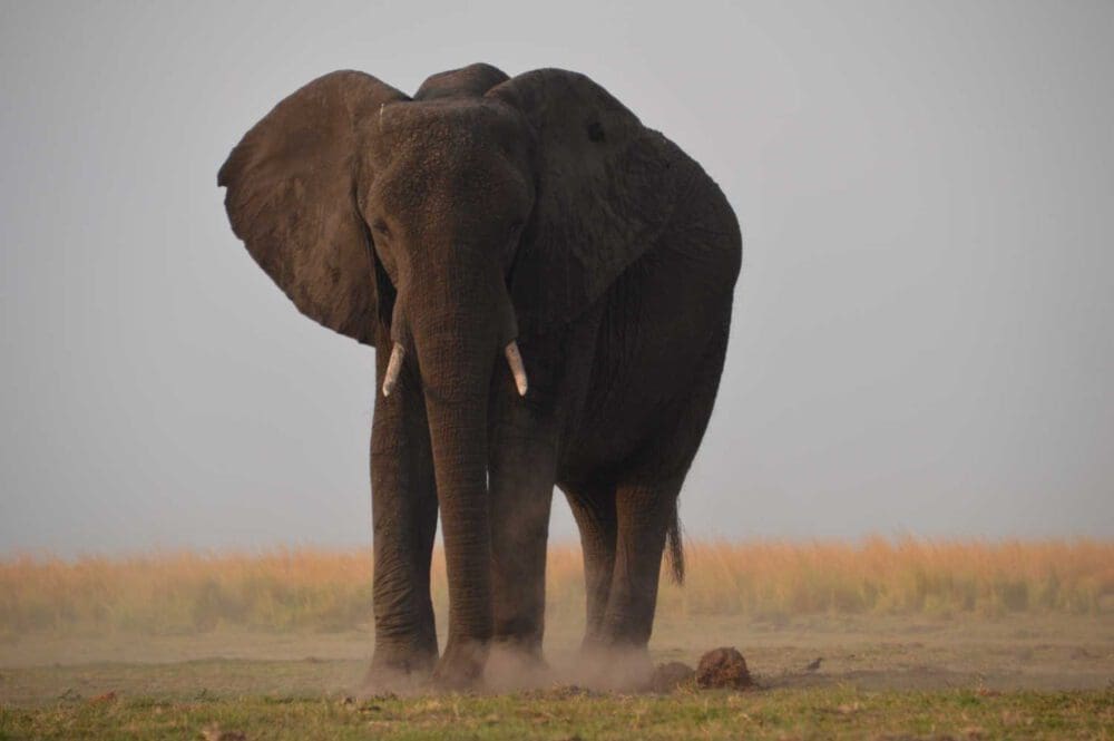 staubiger Elefant bei Sonnenuntergang - Dusty Trails Safaris Namibia &amp; Dusty Car Hire Namibia