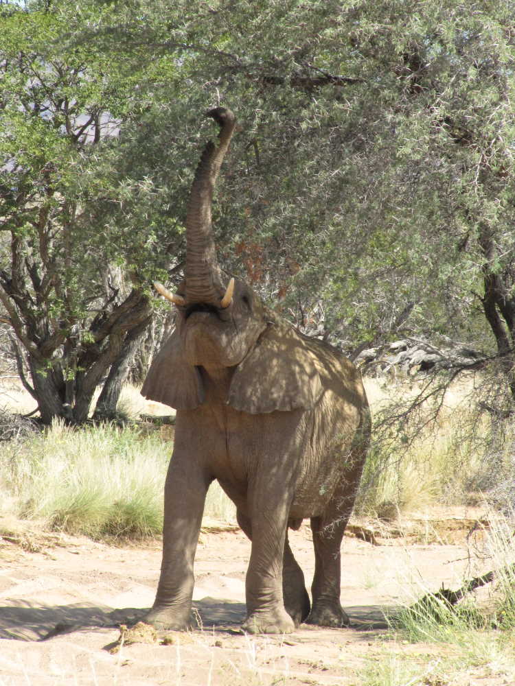 Elefant, der sich von einem Baum ernährt - Dusty Trails Safaris Namibia & Dusty Car Hire Namibia