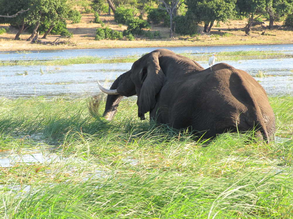 Elefant frisst im Chobe-Fluss - Dusty Trails Safaris Namibia & Dusty Car Hire Namibia
