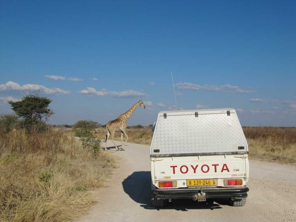 giraffe crossing the road in front of the car - Dusty Trails Safaris Namibia & Dusty Car Hire Namibia
