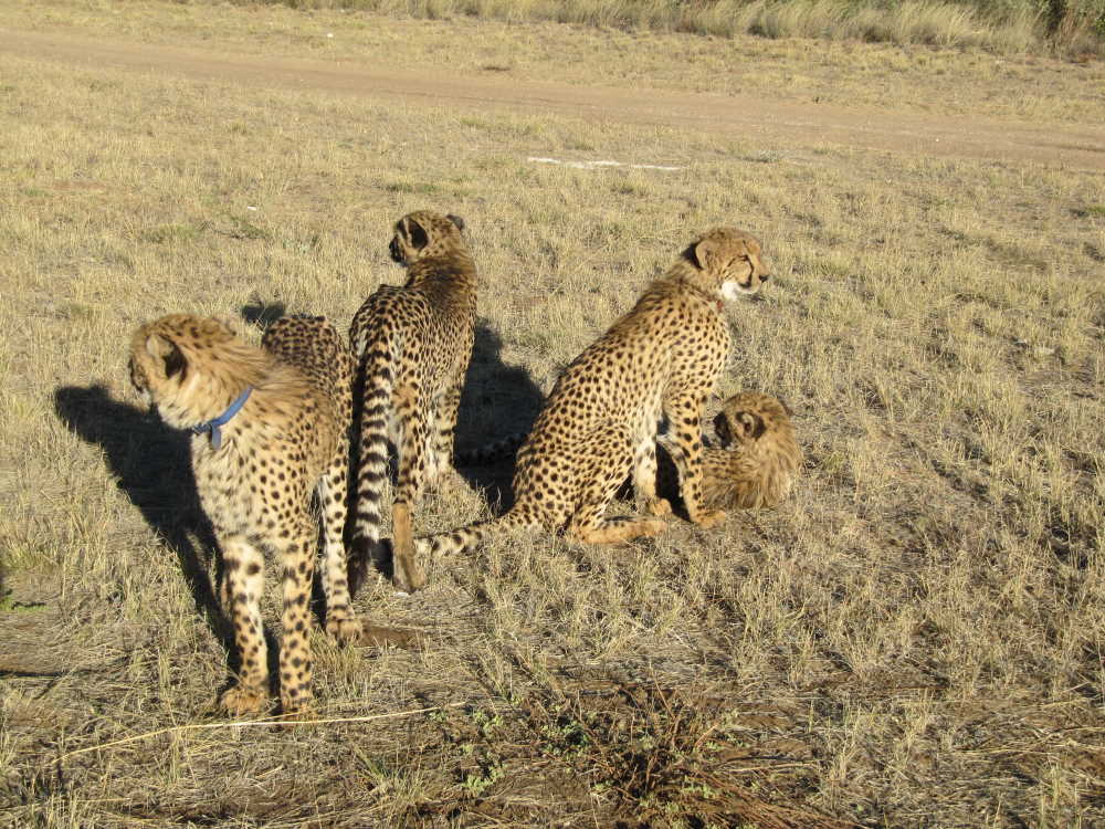 young cheetahs ready to walk at Harnas Wildlife Foundation - Dusty Trails Safaris Namibia & Dusty Car Hire Namibia