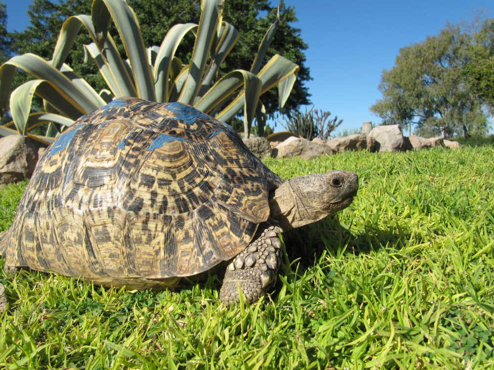 Schildkröte im Gras bei Harnas Wildlife Foundation - Dusty Trails Safaris Namibia &amp; Dusty Car Hire Namibia