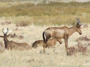 red heartebeests in Etoscha National Park - Dusty Trails Safaris Namibia & Dusty Car Hire Namibia