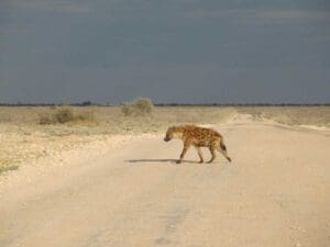 hyena crossing the road in Etosha National Park - Dusty Trails Safaris Namibia & Dusty Car Hire Namibia