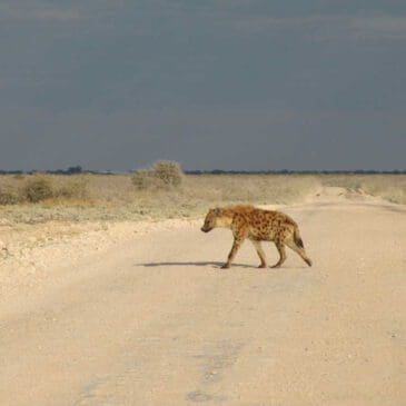 Hyäne beim Überqueren der Straße in Etosha National Park - Dusty Trails Safaris Namibia & Dusty Mietwagen Namibia