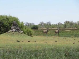 Botswana swampland with kudus - Dusty Trails Safaris Namibia & Dusty Car Hire Namibia