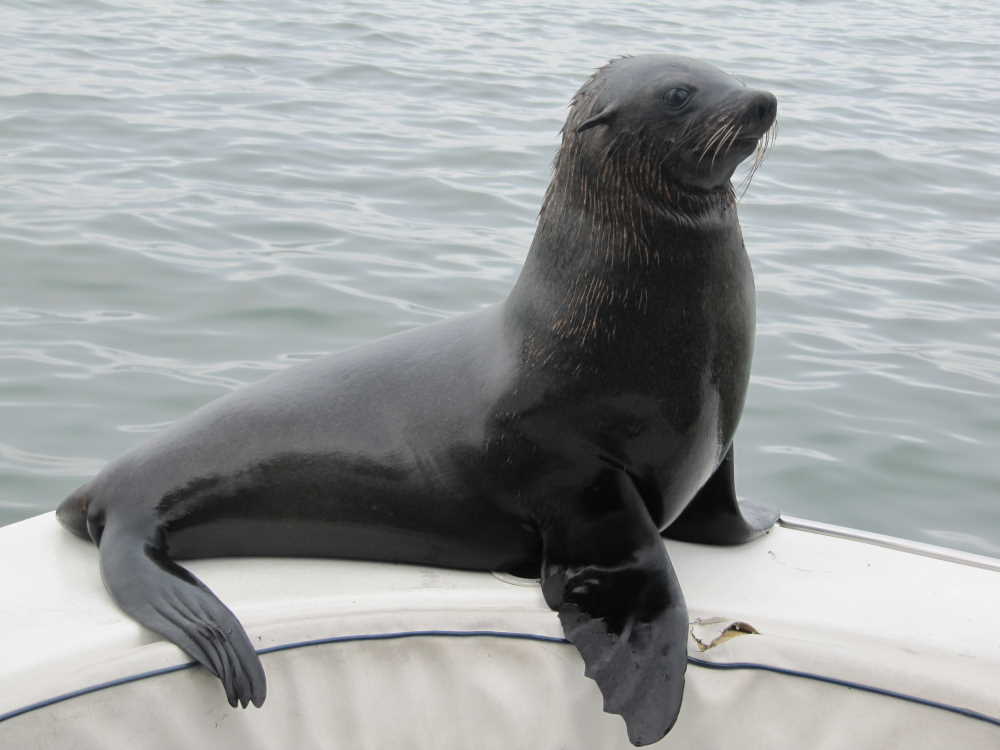 tamed seal on a boat during boat cruise in Walvis Bay - Dusty Trails Safaris Namibia & Dusty Car Hire Namibia