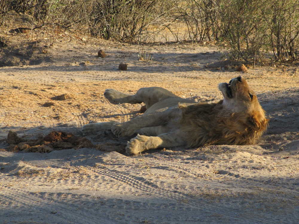 lazy lion turning around - Dusty Trails Safaris Namibia & Dusty Car Hire Namibia