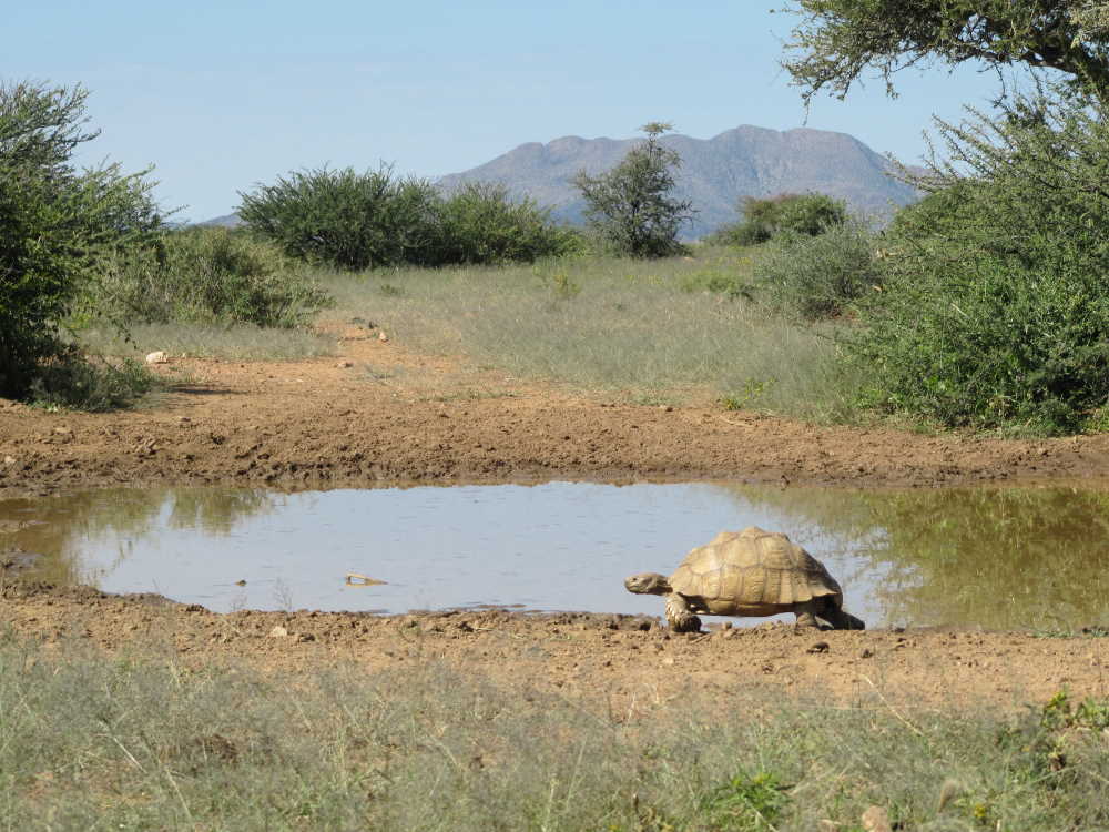 Schildkröte an einem Wasserloch im Busch - Dusty Trails Safaris Namibia & Dusty Car Hire Namibia